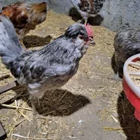 خروس گلین