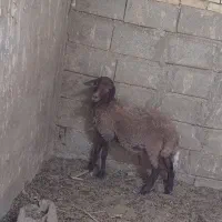 فروش بر نر پای پلوار