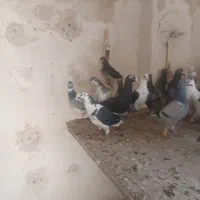 کفتر پلاکی