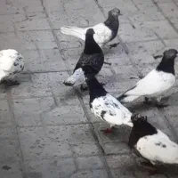 تعدادی کبوتر فاروج