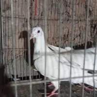 کبوتر سار با شیر سرخ معاوضه با گندم