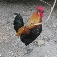 مرغ و خروس