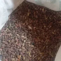 لوبیا سبز