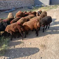 ۲۳راس  بره ماده ، به فروش میرسد.
