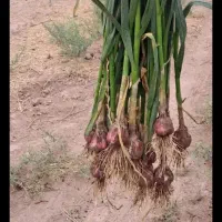 سیر کرمان شهداد