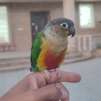 پرنده گمشده