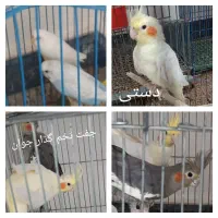 فروش فوری پرنده با تخفیف ویژه