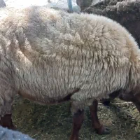 بره‌نر‌چاق
