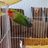 کوتوله و‌ مرغ عشق انگلیسی