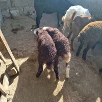 دو عدد بره ماده فروش می‌رسد