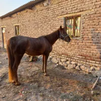 مادیان سواری دار