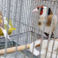 تعدادی سهره جفتی هر رنگ دهندار
