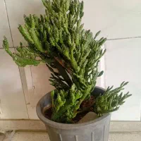 گلهای طبیعی
