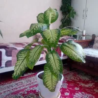 دو عدد گل دیفن