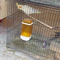 عروس هلندی