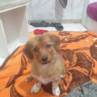 این حیوان وگزارمیشود