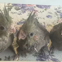 جوجه عروس هلندی