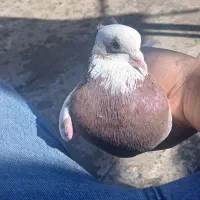 کفتر طوقی نر عالی