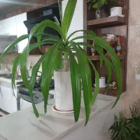 اشگ ملکه