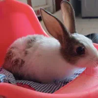 خرگوش