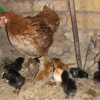 جوجه محلی ضمانتی