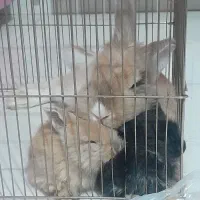 بچه خرگوش به همراه مادر و پدر