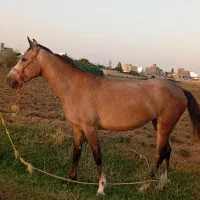 مادیان کرد