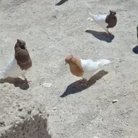 کبوتر پرشی