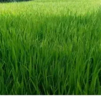 نشا برای فروش