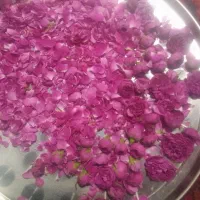 گل محمدی
