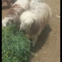 بره نر بالای کیلو