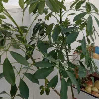 گل‌شفرا