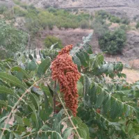 سوماق
