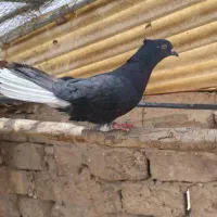 زاغ دم سفید مهر پرشی حسابی