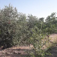 باغ-درخت-وانگوری