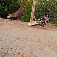 تافته ای دم سفید  سورور  دم سفید