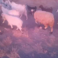 بره ماده اوست بامیش زاییده باچبش چکی