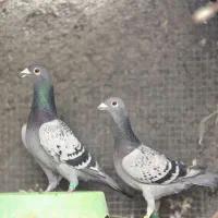 نرو ماده سبز پولکی آلمانی