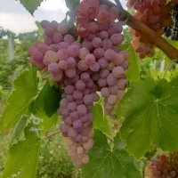 نهال انگوز قرمز بی دانه