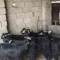 بزبختیاری