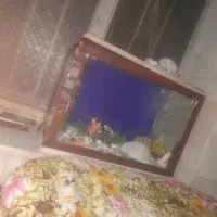 اکواریوم و وسایل آکواریوم