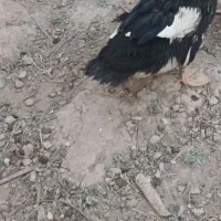 اردک