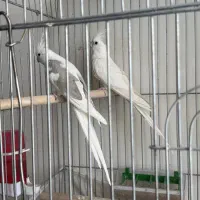 عروس هلندی البینو