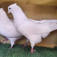کفتر سفید مهر کاکلی نر