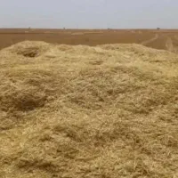 کاه دیم درجه یک ویژه گاوداری