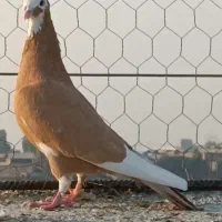 ماده پرشی خر،، د