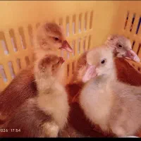 جوجه غاز 20 روزه