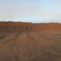 تفاله نیشکر مستقیم از کشت وصنعت