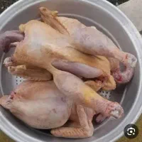 پاک کردن و پرکندن مرغ سبزی وباقالی ولوبیاو نخودشما