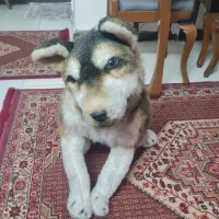 عروسک سگ بسیار تمیز